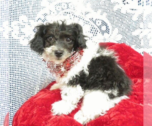 Medium Photo #2 Poodle (Toy) Puppy For Sale in HARTVILLE, MO, USA