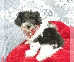 Small Photo #2 Poodle (Toy) Puppy For Sale in HARTVILLE, MO, USA