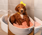 Puppy Yellow Collar Goldendoodle