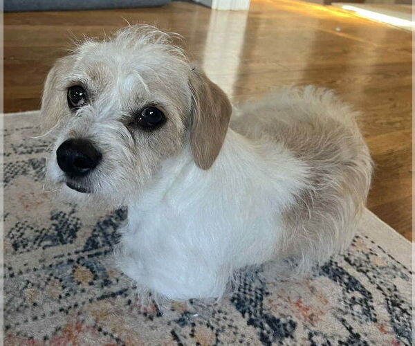 Medium Photo #3 Mutt Puppy For Sale in Grafton, WI, USA