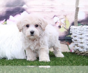 Poochon Puppy for sale in MARIETTA, GA, USA