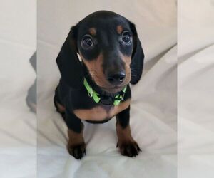 Dachshund Litter for sale in KUNA, ID, USA