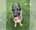 Small #4 German Shepherd Dog