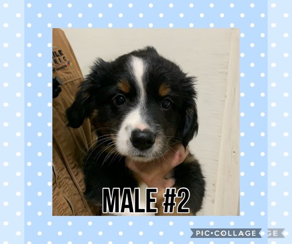 Medium Photo #7 Miniature Australian Shepherd Puppy For Sale in ELKTON, KY, USA