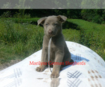 Small #2 German Shepherd Dog