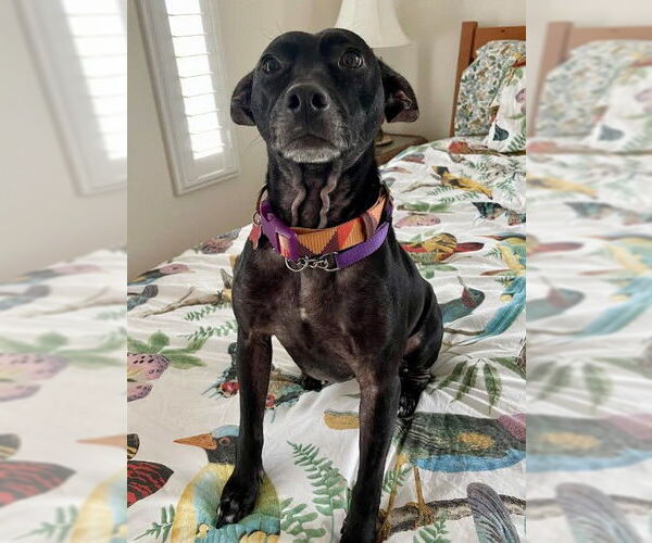 Medium Photo #3 Labrador Retriever-Unknown Mix Puppy For Sale in San Diego, CA, USA