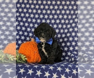 Cavapoo Puppy for sale in NEW HOLLAND, PA, USA