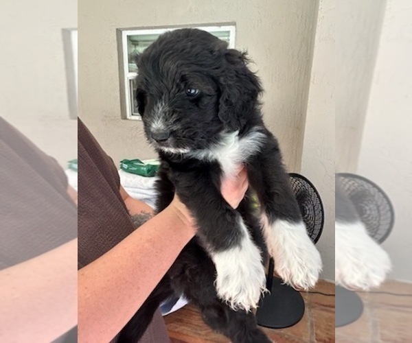Medium Photo #9 Aussiedoodle Puppy For Sale in LONGWOOD, FL, USA