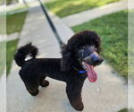 Small #2 Poodle (Standard)
