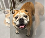 Small Bulldog