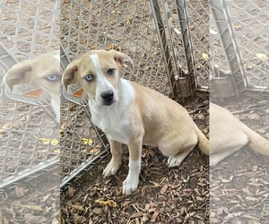 Catahoula Leopard Dog-Labrador Retriever Mix Dogs for adoption in SHERBURNE, NY, USA