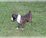 Small Photo #5 Boxer Puppy For Sale in CHILHOWEE, MO, USA