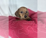 Daisey - Female Dachshund Puppy for Sale - Small photo