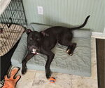 Small #2 American Pit Bull Terrier Mix