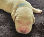 Puppy Rhett Golden Retriever
