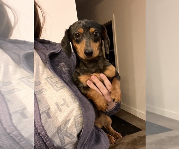 Medium Photo #1 Dachshund Puppy For Sale in BELDING, MI, USA