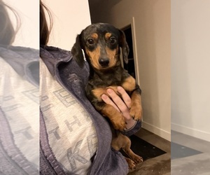 Mother of the Dachshund puppies born on 06/05/2025