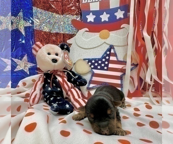 Medium Photo #22 Morkie Puppy For Sale in CASSVILLE, MO, USA