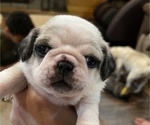 Small Photo #4 Pug Puppy For Sale in NEW LONDON, OH, USA