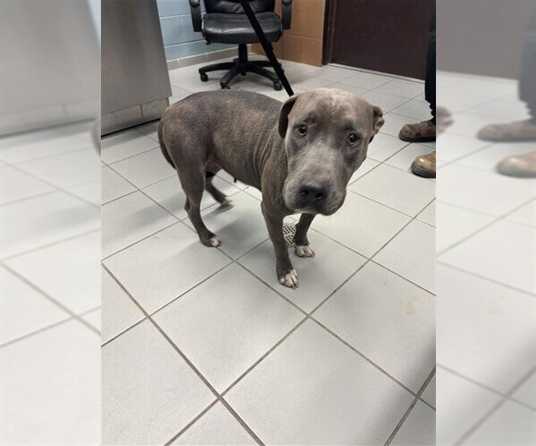 Medium Photo #1 American Pit Bull Terrier-Unknown Mix Puppy For Sale in Corpus Christi, TX, USA