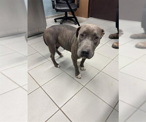 American Pit Bull Terrier-Unknown Mix Dogs for adoption in Corpus Christi, TX, USA