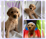 Puppy Nebula Goldendoodle