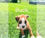 Small Photo #2 Boxer Puppy For Sale in AFTON, WY, USA