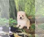 Small Photo #4 Pomeranian Puppy For Sale in AZLE, TX, USA