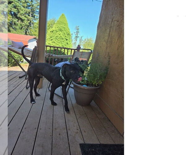 Medium Photo #5 American Pit Bull Terrier-Labrador Retriever Mix Puppy For Sale in Bellingham, WA, USA