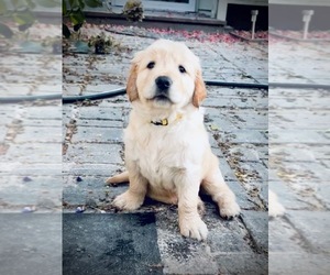 Golden Retriever Puppy for sale in CLOVERDALE, CA, USA