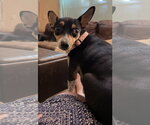 Small #3 Rat Terrier
