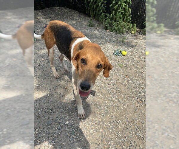 Medium Photo #2 Mutt Puppy For Sale in Elmsford, NY, USA