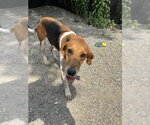 Small #1 Mutt