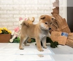Small Photo #11 Shiba Inu Puppy For Sale in LAS VEGAS, NV, USA