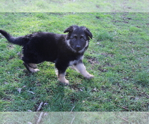 German Shepherd Dog Puppy for sale in OAK GROVE, OR, USA