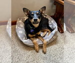 Small #9 German Shepherd Dog Mix