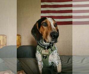 Bluetick Coonhound Dogs for adoption in Clinton , MI, USA