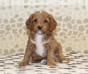 Cavapoo Puppy for sale in DENVER, PA, USA
