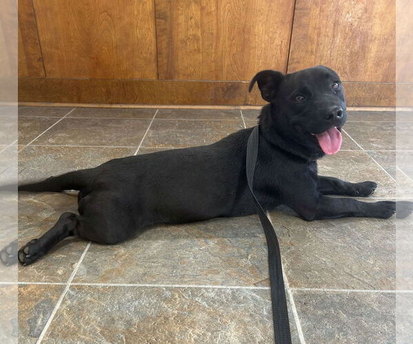 Medium Photo #1 Dachsador Puppy For Sale in Monticello, MS, USA