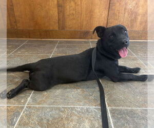 Dachsador Dogs for adoption in Monticello, MS, USA