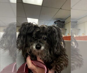 Maltipoo (Miniature) Dogs for adoption in Burbank, CA, USA