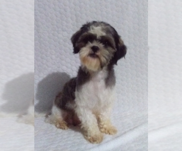 Medium Photo #1 Shih Tzu Puppy For Sale in SUGARCREEK, OH, USA