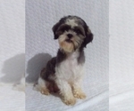 Small Photo #1 Shih Tzu Puppy For Sale in SUGARCREEK, OH, USA