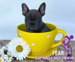 Puppy Fear French Bulldog