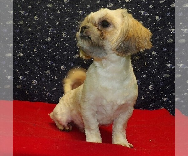 Medium Photo #4 Cavapoochon (Miniature) Puppy For Sale in PATERSON, NJ, USA