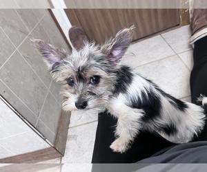 Biewer Yorkie Puppy for sale in MOUNTAIN GRV, MO, USA