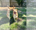 Small #1 American Staffordshire Terrier Mix