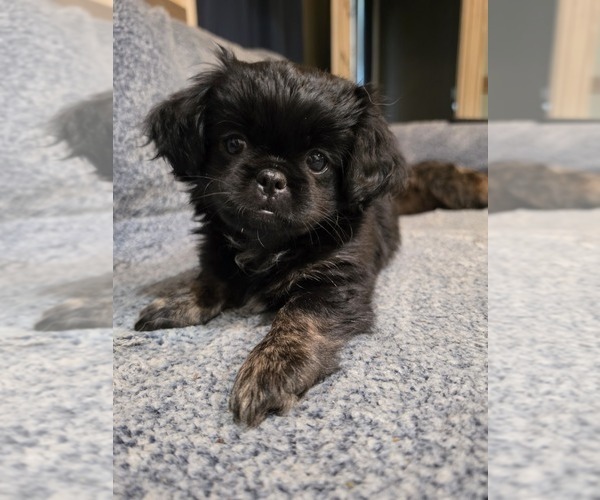 Medium Photo #1 Cheeks Puppy For Sale in TORONTO, OH, USA