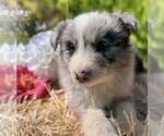 Small #2 Border Collie