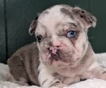 Small #6 French Bulldog